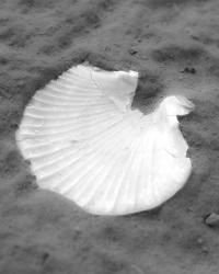 Somewhere Less Than Heaven | DER GREIF