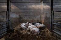 Cows on Belgian farm | DER GREIF