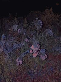 © Łukasz Rusznica | DER GREIF