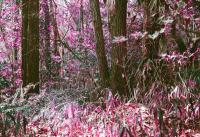 Yen Shao En, From the series "Overlapping Trajectories", Japan, 2026 | DER GREIF