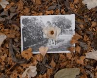 "Akuuragna/Pasadena, Huntington Library Parking Lot, (Fallen Leaves and Wild Olive Blooms)", 2021 | DER GREIF