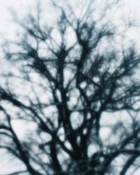 From the series "The Elephant's Foot" | DER GREIF