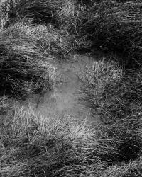 Untitled, United States of America | DER GREIF