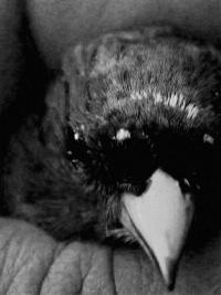 From the series "The Elephant's Foot" | DER GREIF