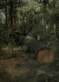 From the series "Raízhambre" | DER GREIF