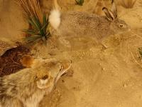 "The Chase", Minnesota, United States of America | DER GREIF