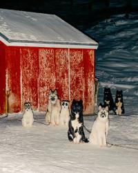 Daniel Dorsa, 66° 56' 16.7" N, 53° 38' 17.8" W (Haunted Dogs), Sisimuit, Greenland, 2025 | DER GREIF