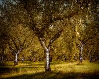 Temple of Vedjovis. | DER GREIF