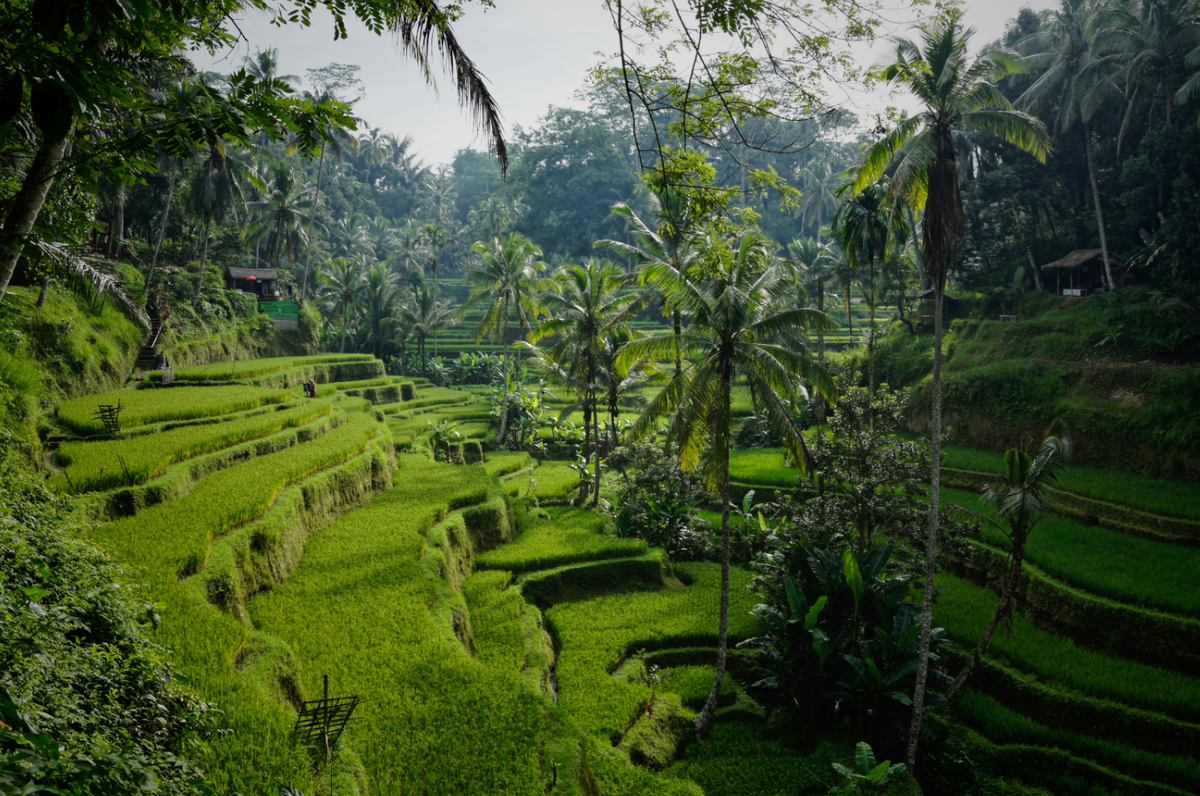 Tegalalang's Rice Fields Trek