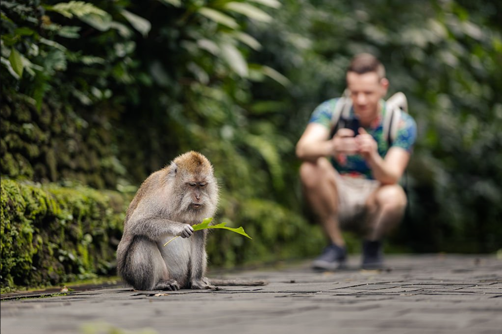 Ubud Monkey Forest Exploration