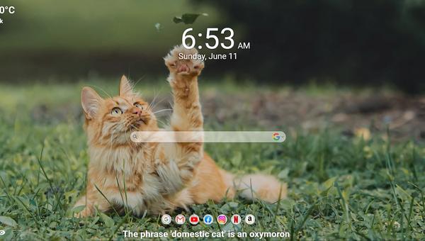 Adorable Cat Wallpapers on MeaVana: Adding Charm to Your Browser