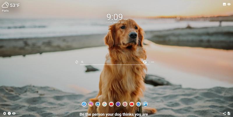 Golden retriever on MeaVana