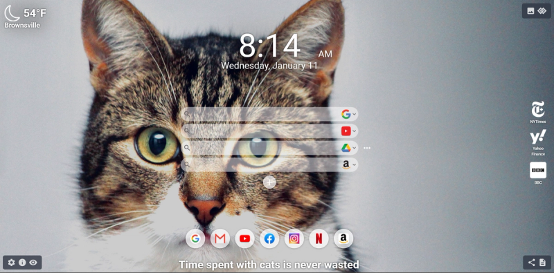 Grey and white cat looking at you through MeaVana