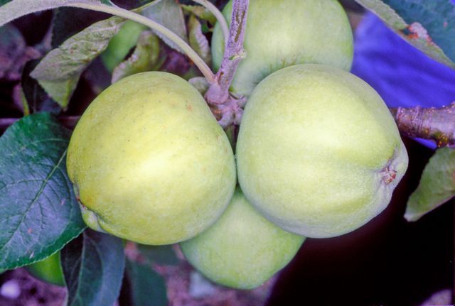 Transparente Blanche-eple