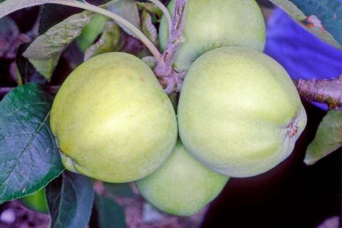 Transparente Blanche-eple