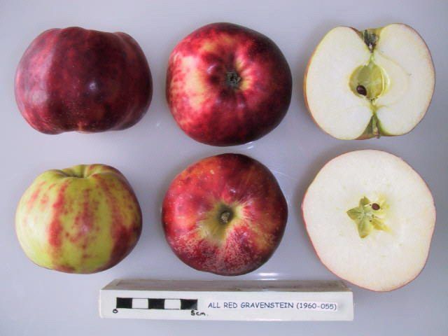 Rød Gravenstein-eple