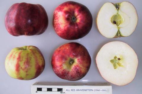 Rød Gravenstein-eple
