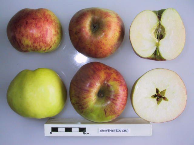 Gul Gravenstein-eple