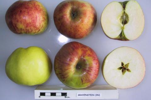 Gul Gravenstein-eple