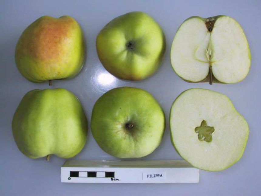 Filippa-eple