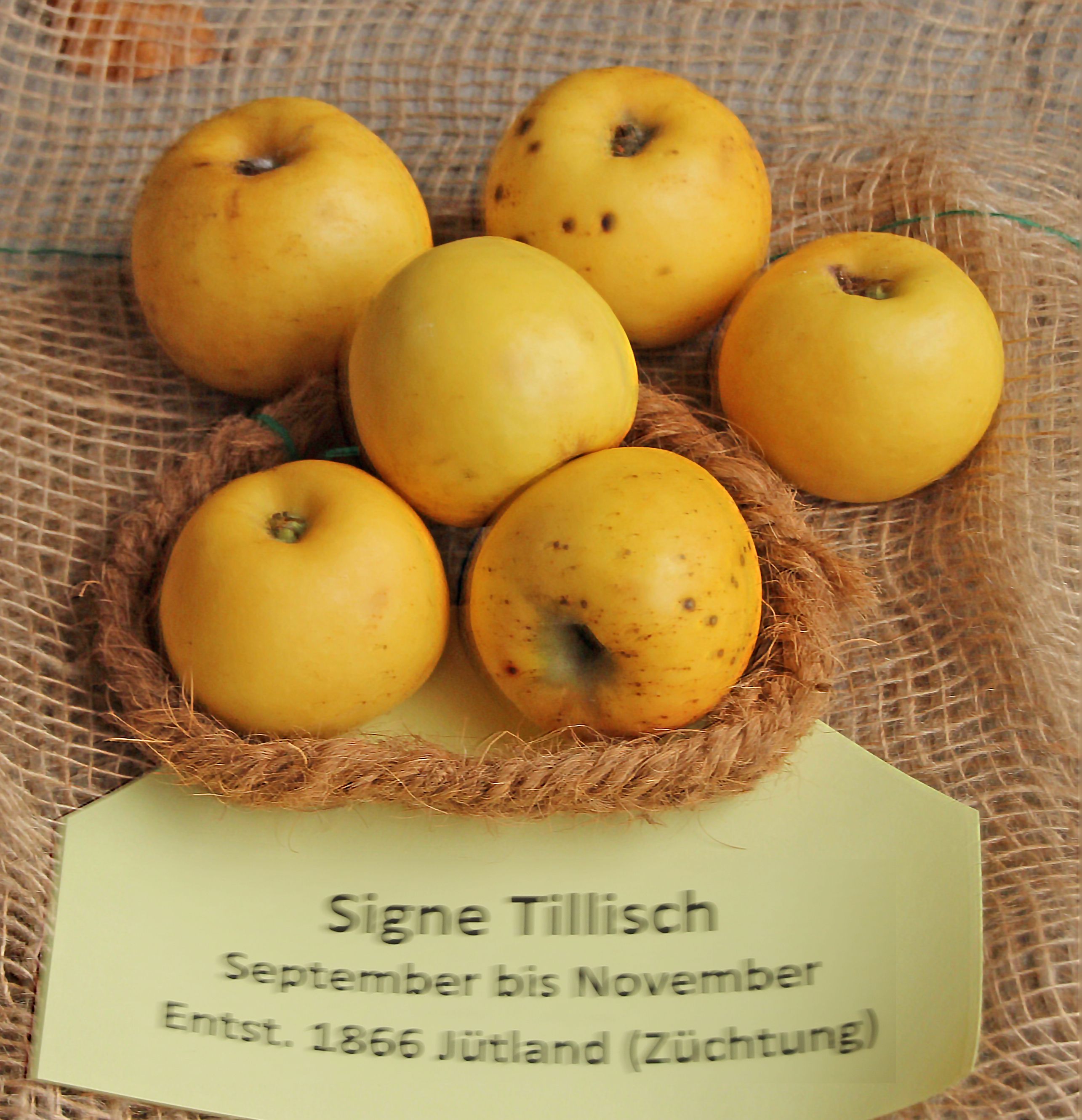 Signe Tillisch-eple