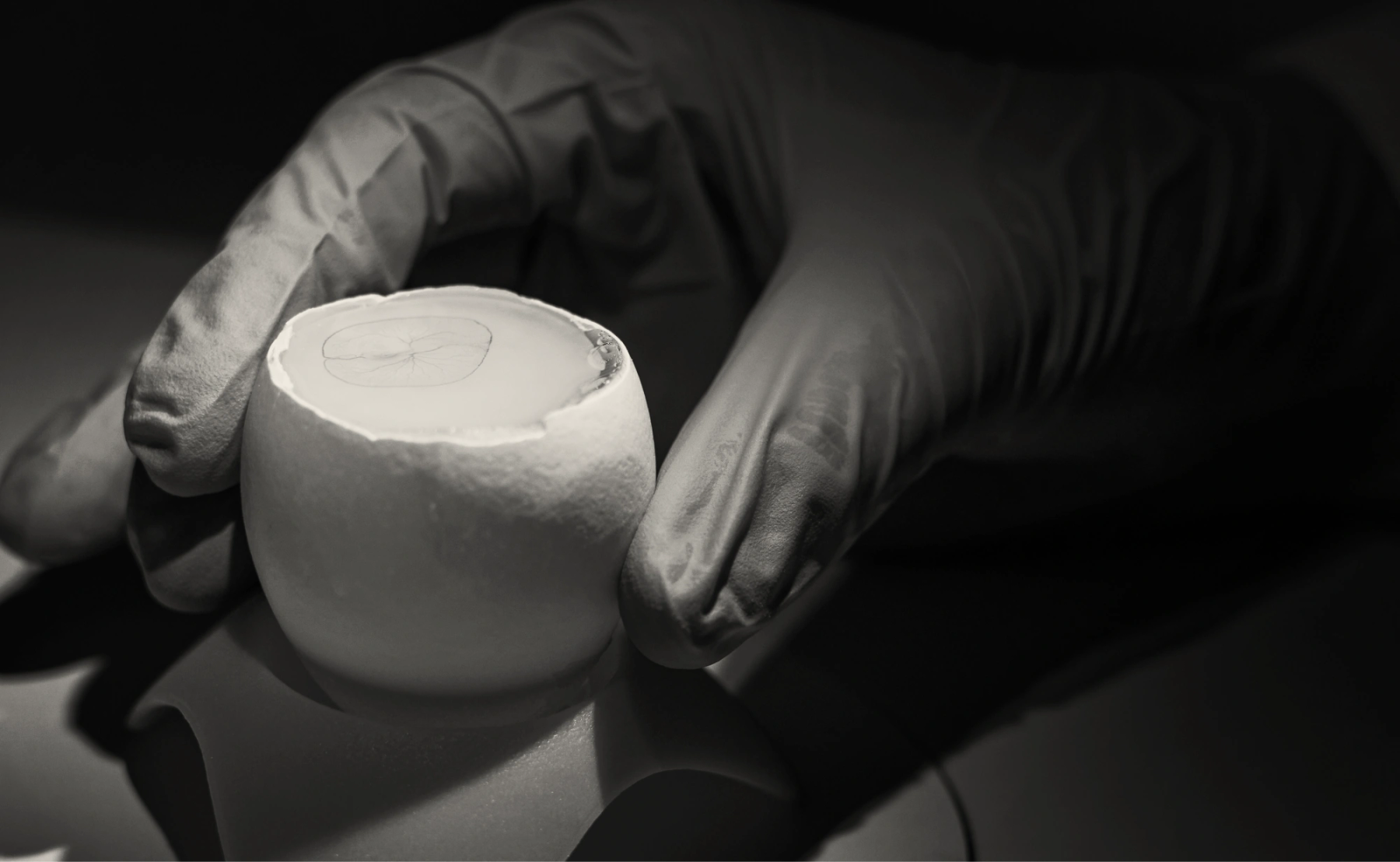Upclose lab work with an egg