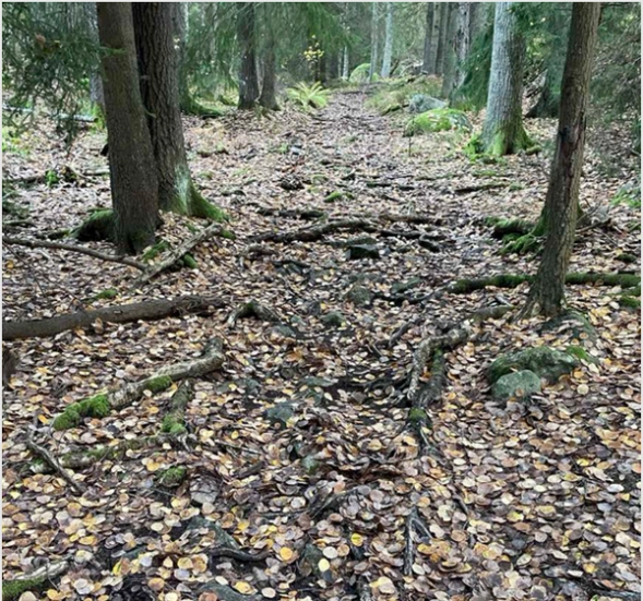 Efter över ett års väntan – inget elljusspår i Högmora