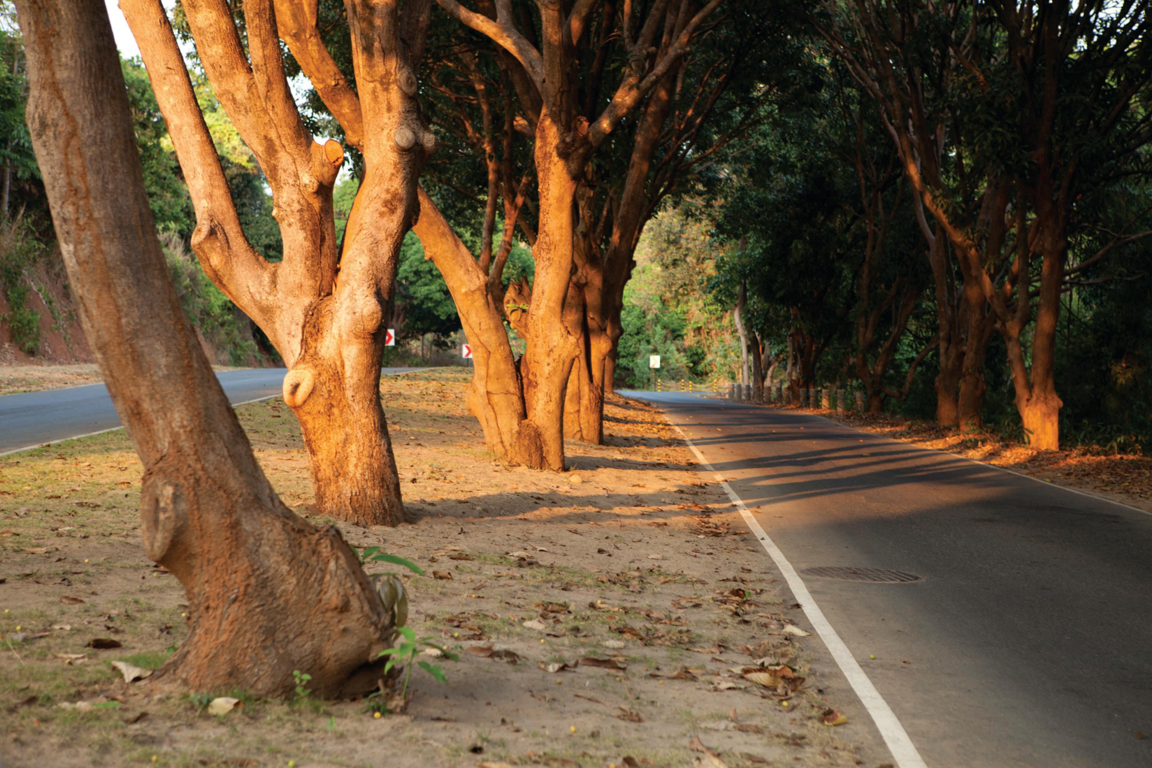 The tree-lined spine road through Anvaya Cove, Morong, Bataan