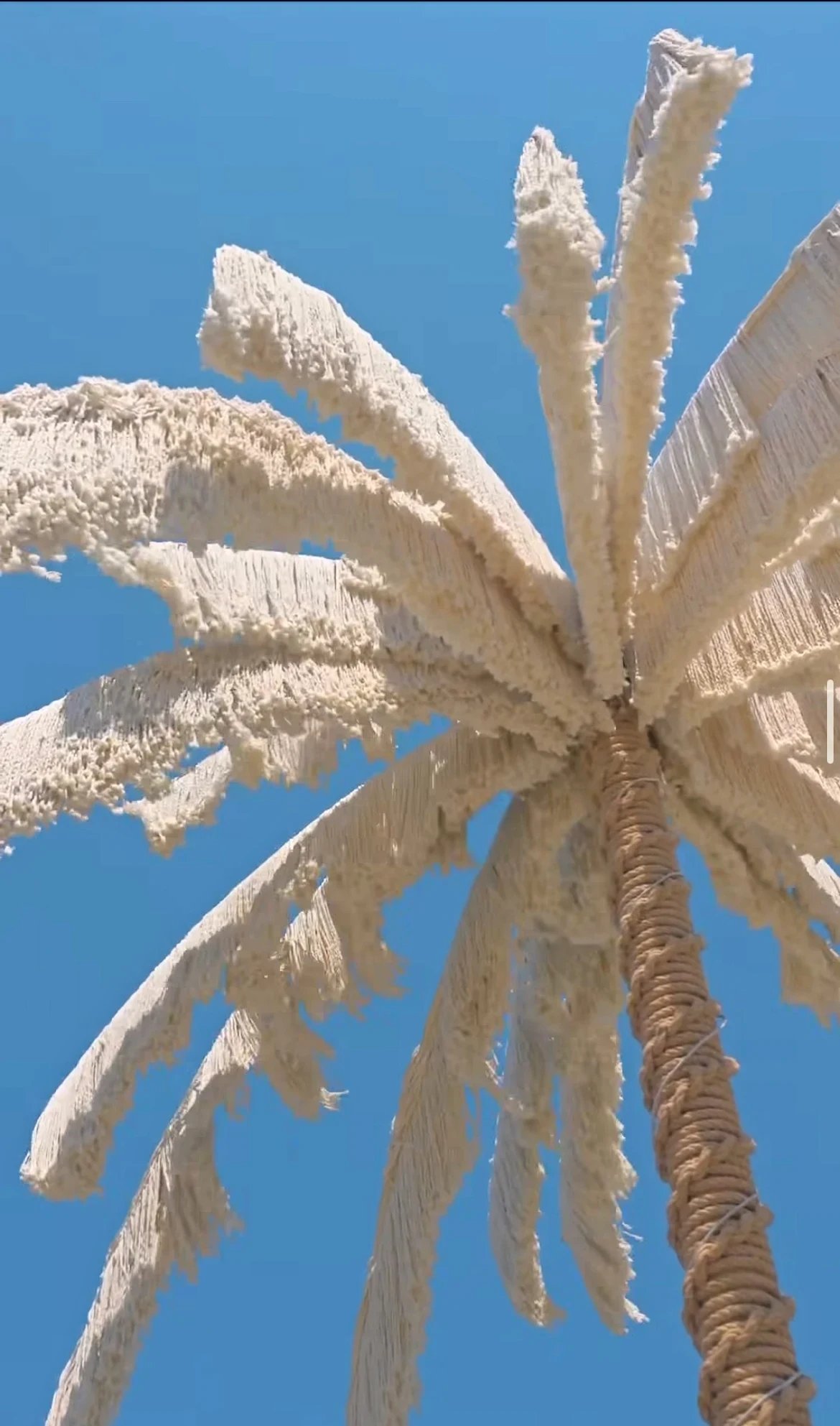 Looking up into the fringed fronds of the 8-metre Dimare Palm Tree against a clear Bodrum sky