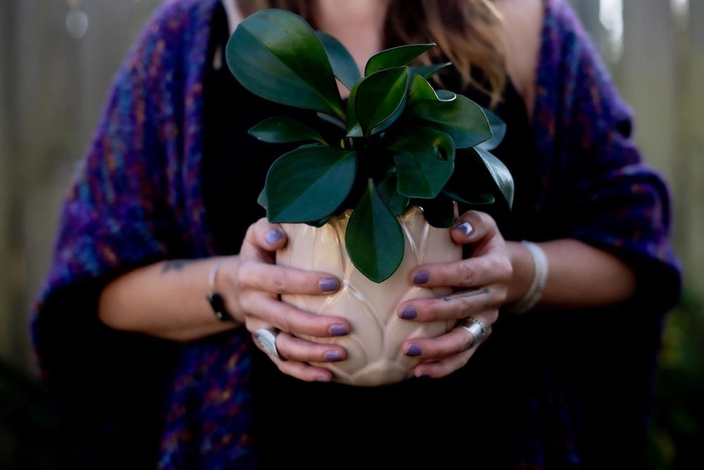 hands holding potted plant