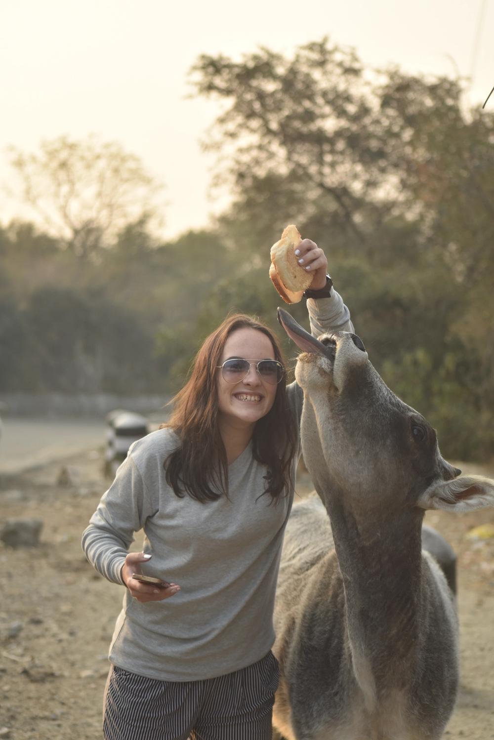 giel feeding cow bread in india