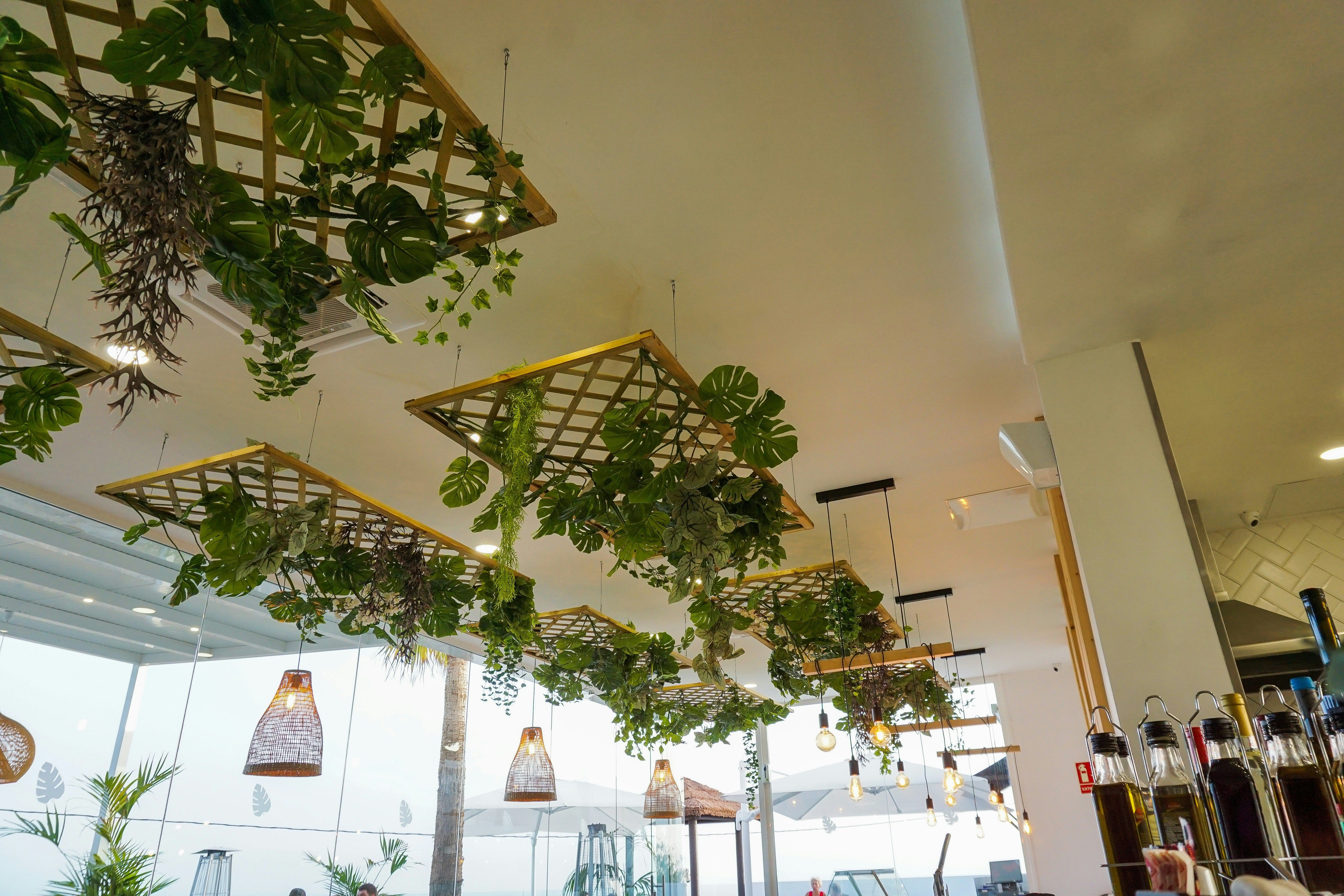 Hanging plants over the coffee bar