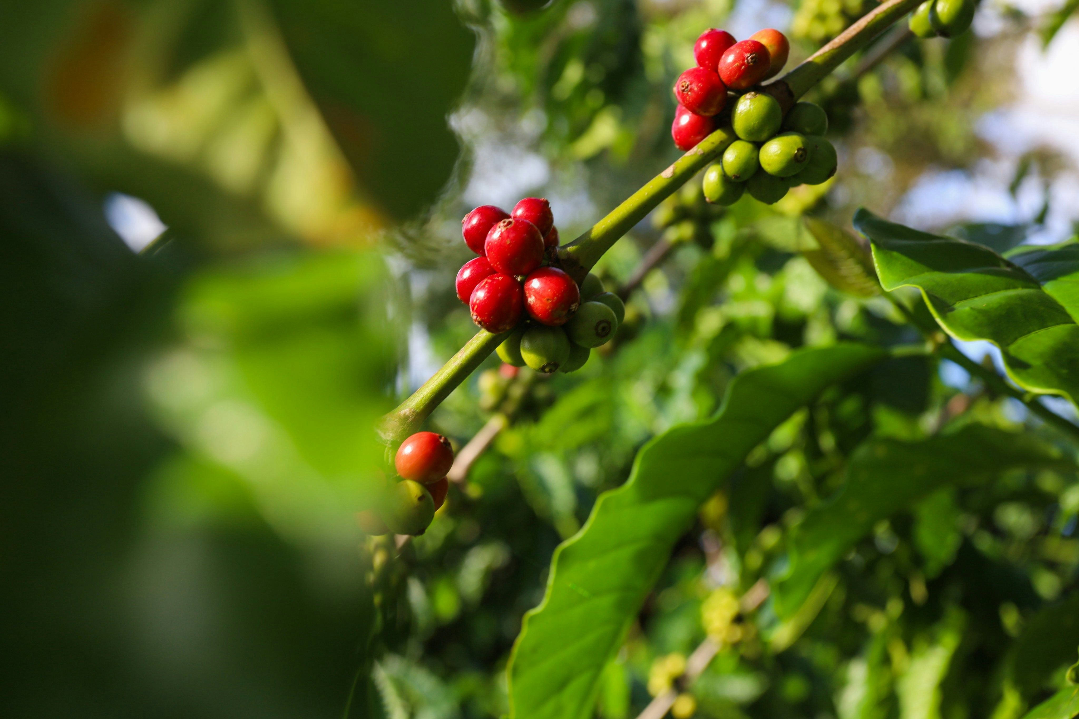 Why Aceh Gayo tastes like the highlands it grew in