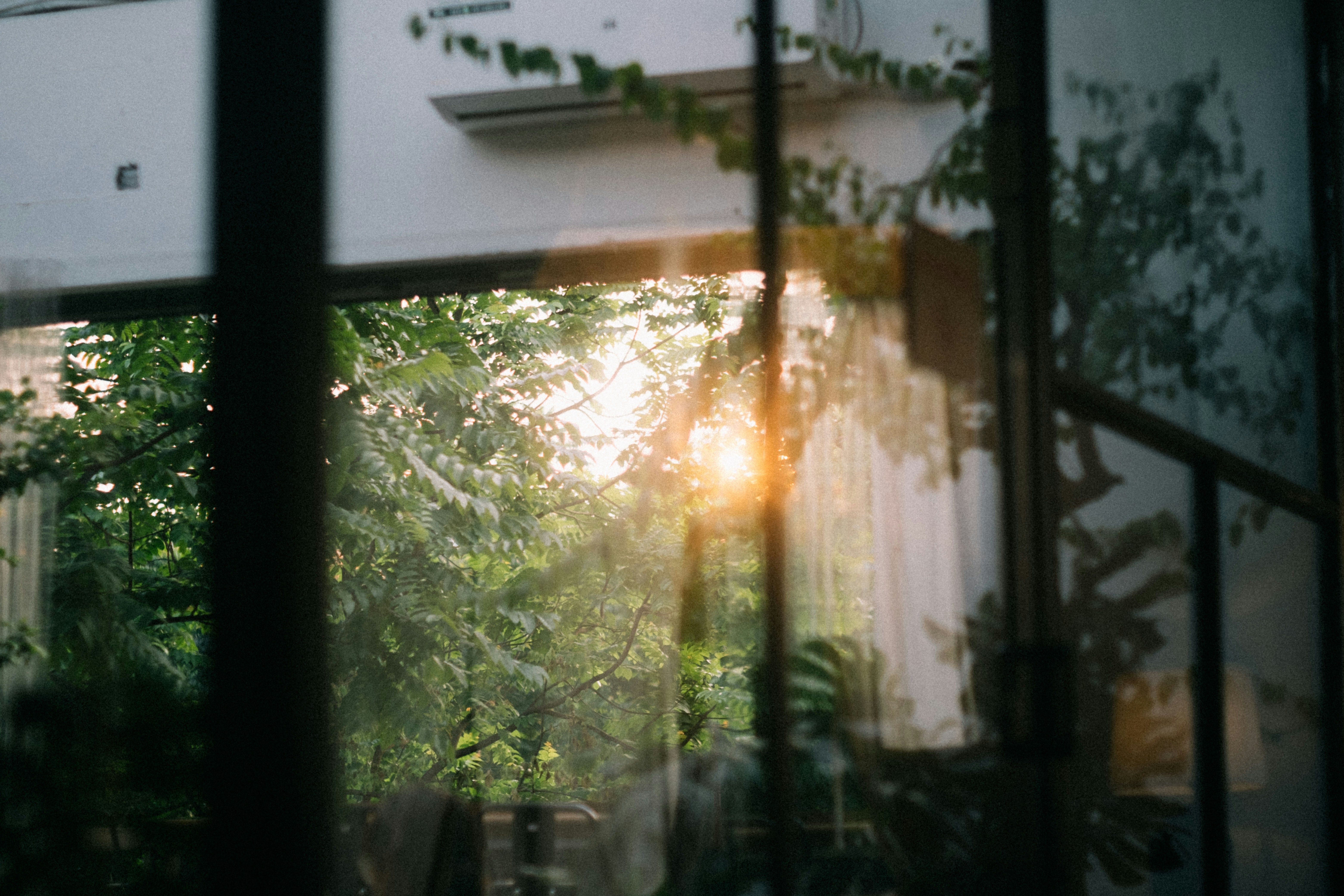 Sunlight through leaves on a café wall