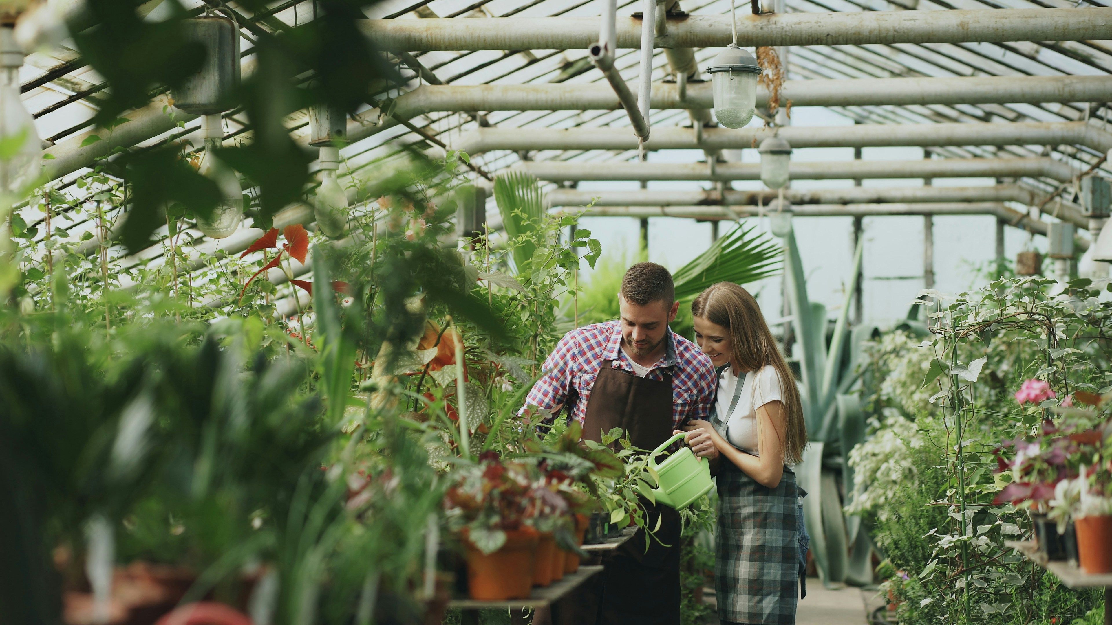 How we keep 4,000 plants alive across 17 cafés