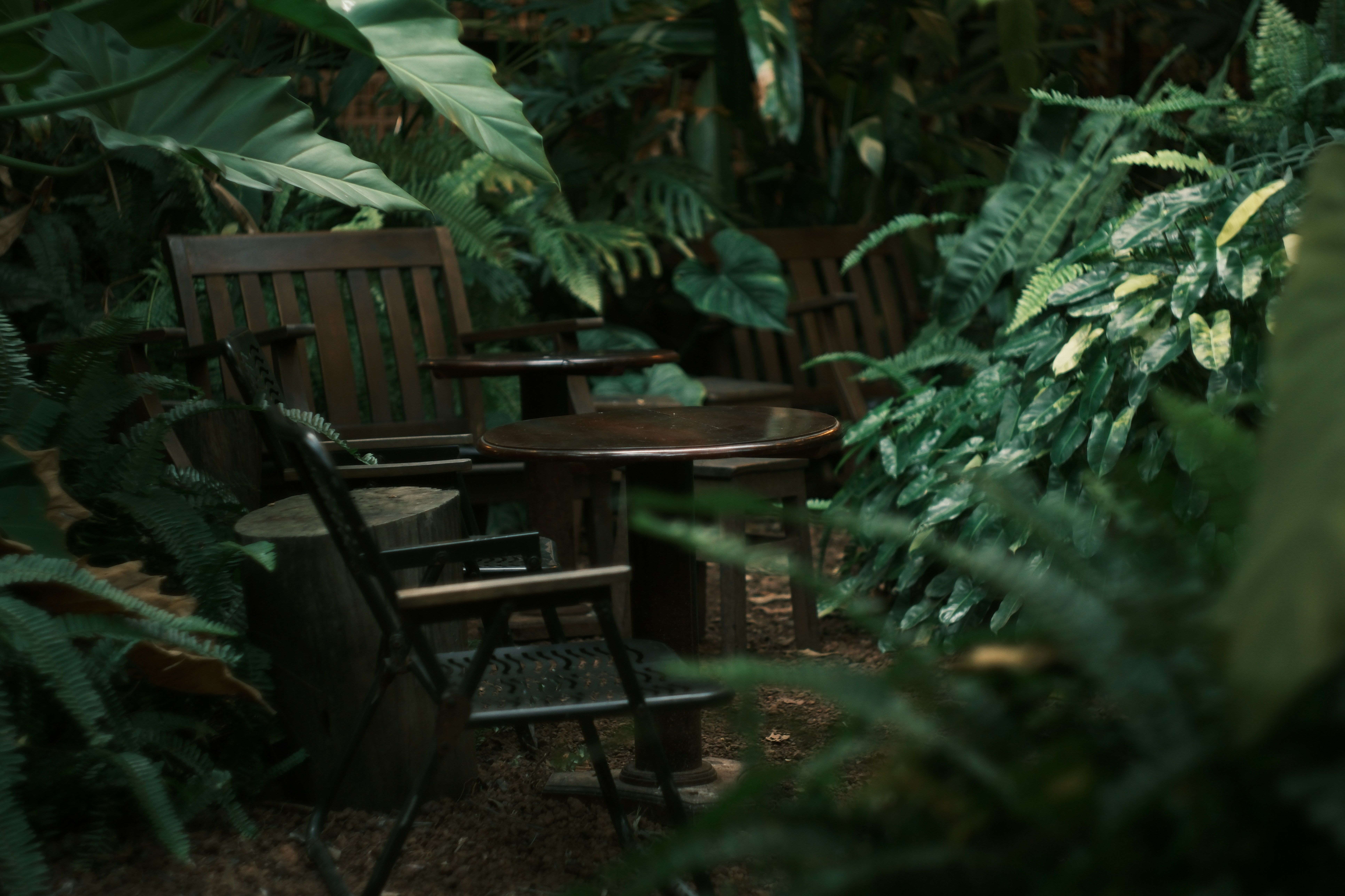 A quiet corner with a monstera