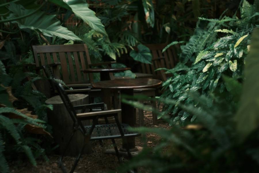 A quiet corner with a monstera