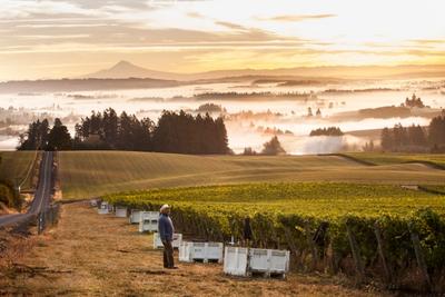 Willamette Valley AVA