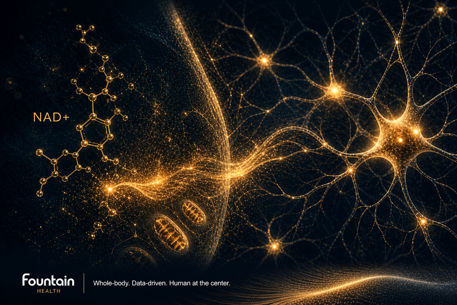 IV NAD+ Therapy: What It Does in Your Brain and How It Works With Ketamine