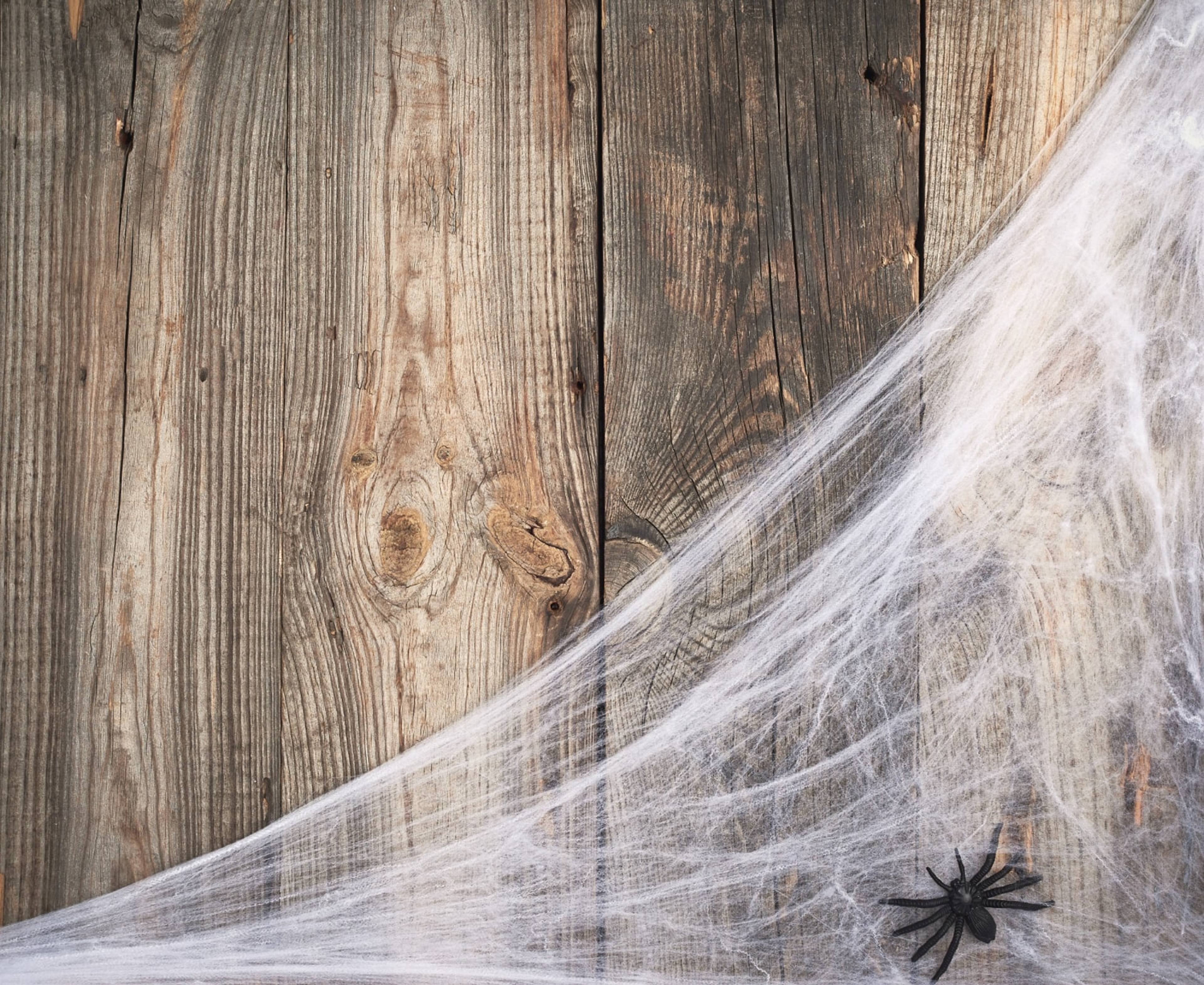 Image of a fake spiderweb with fake spider against wood