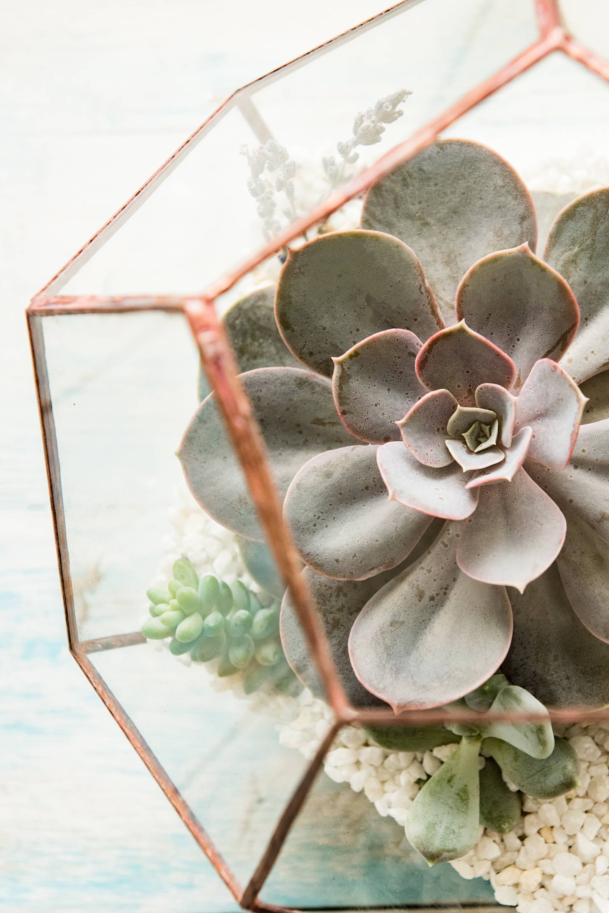 Close up of succulent