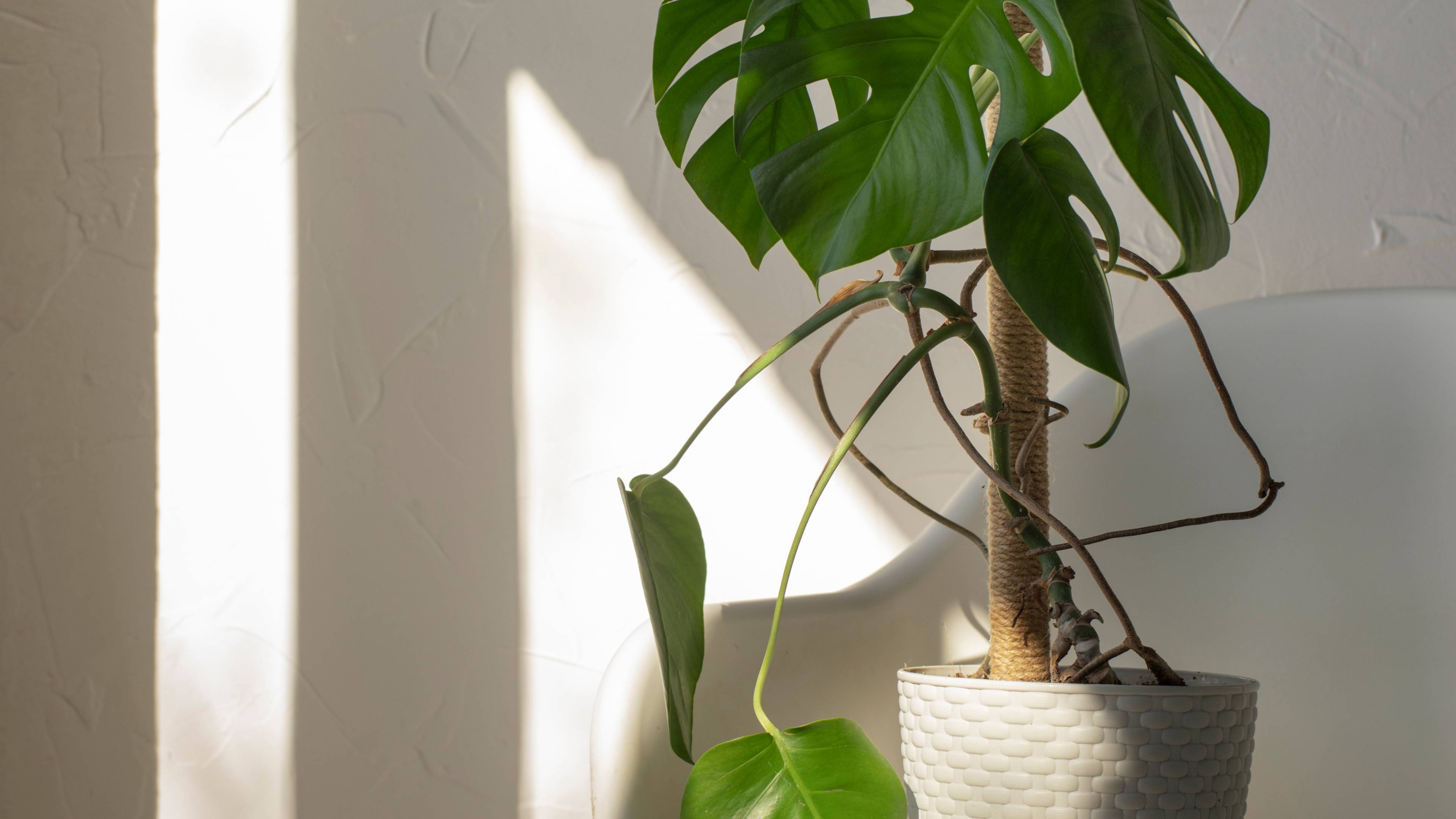 Plant on a table in a sunlit room