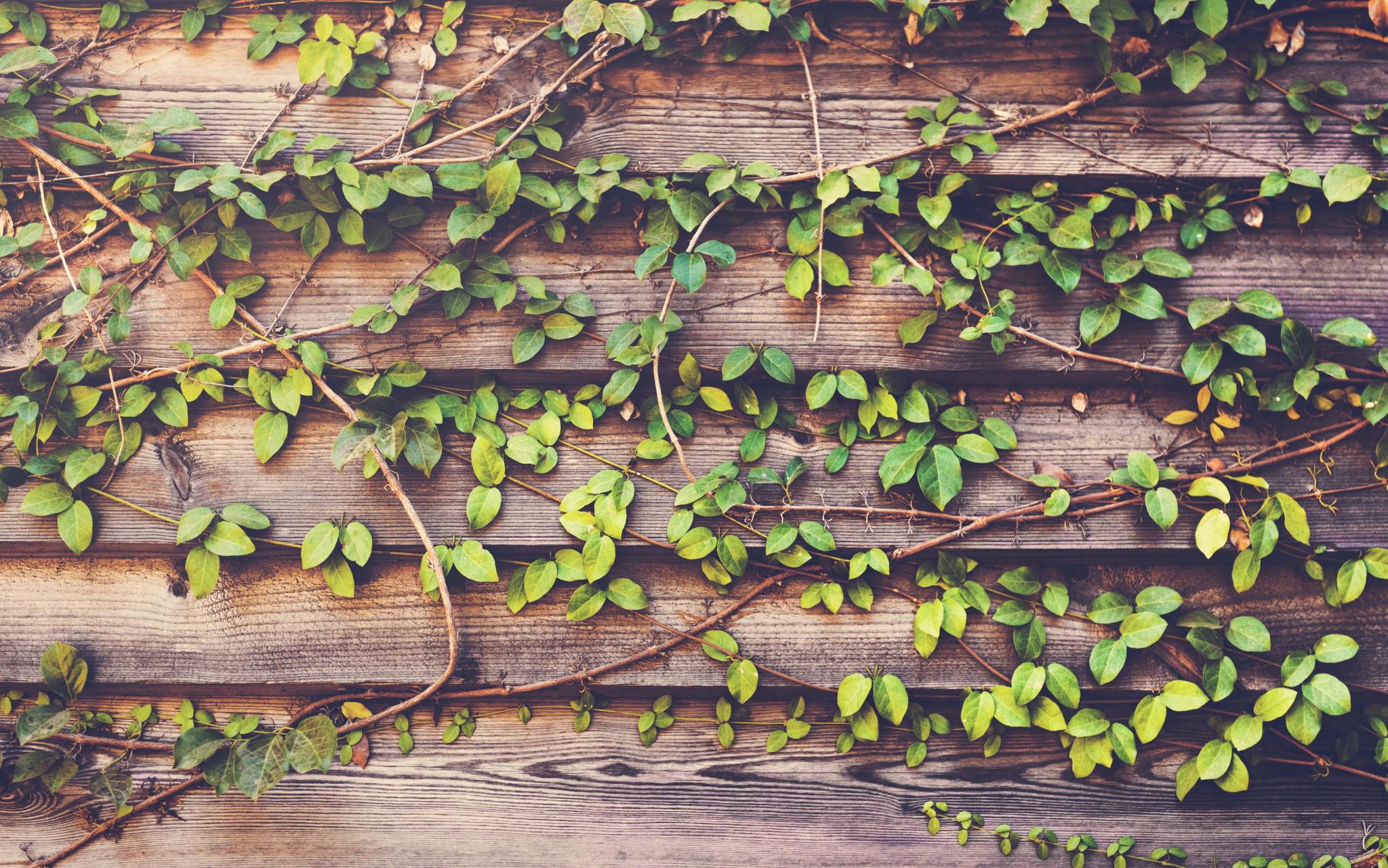 Climber plants with horizon wooden plank