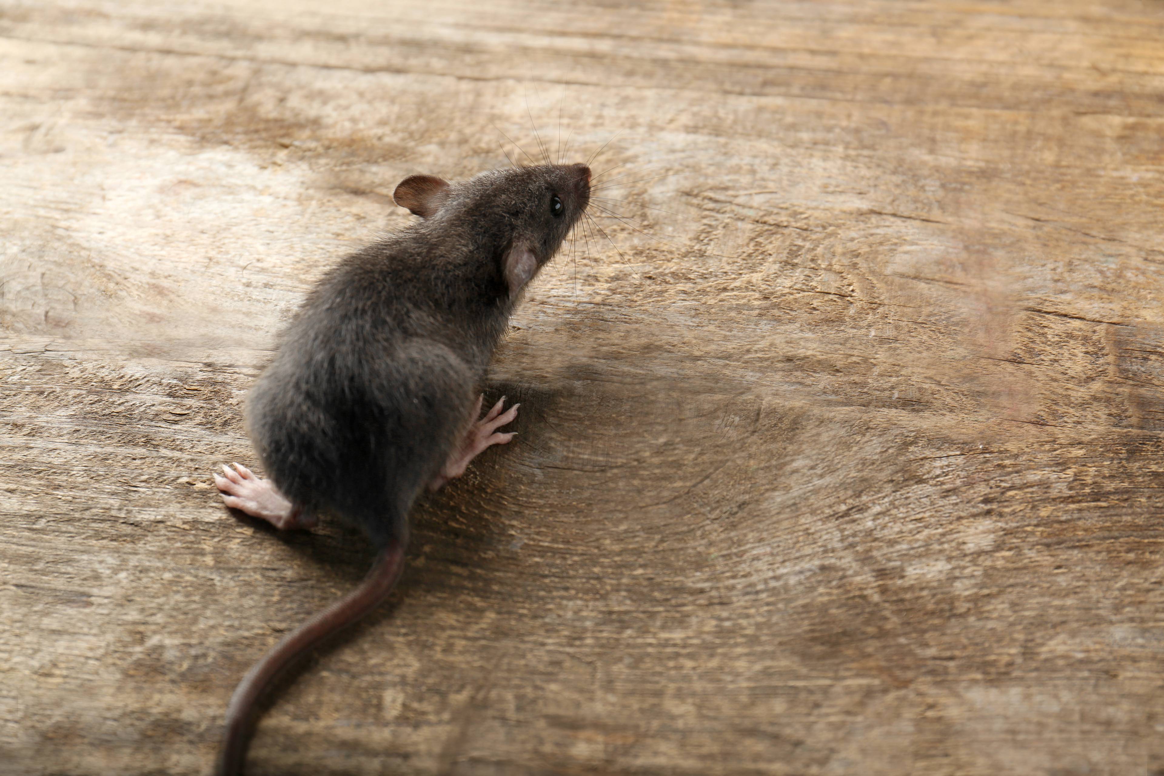 little rat on wooden floor