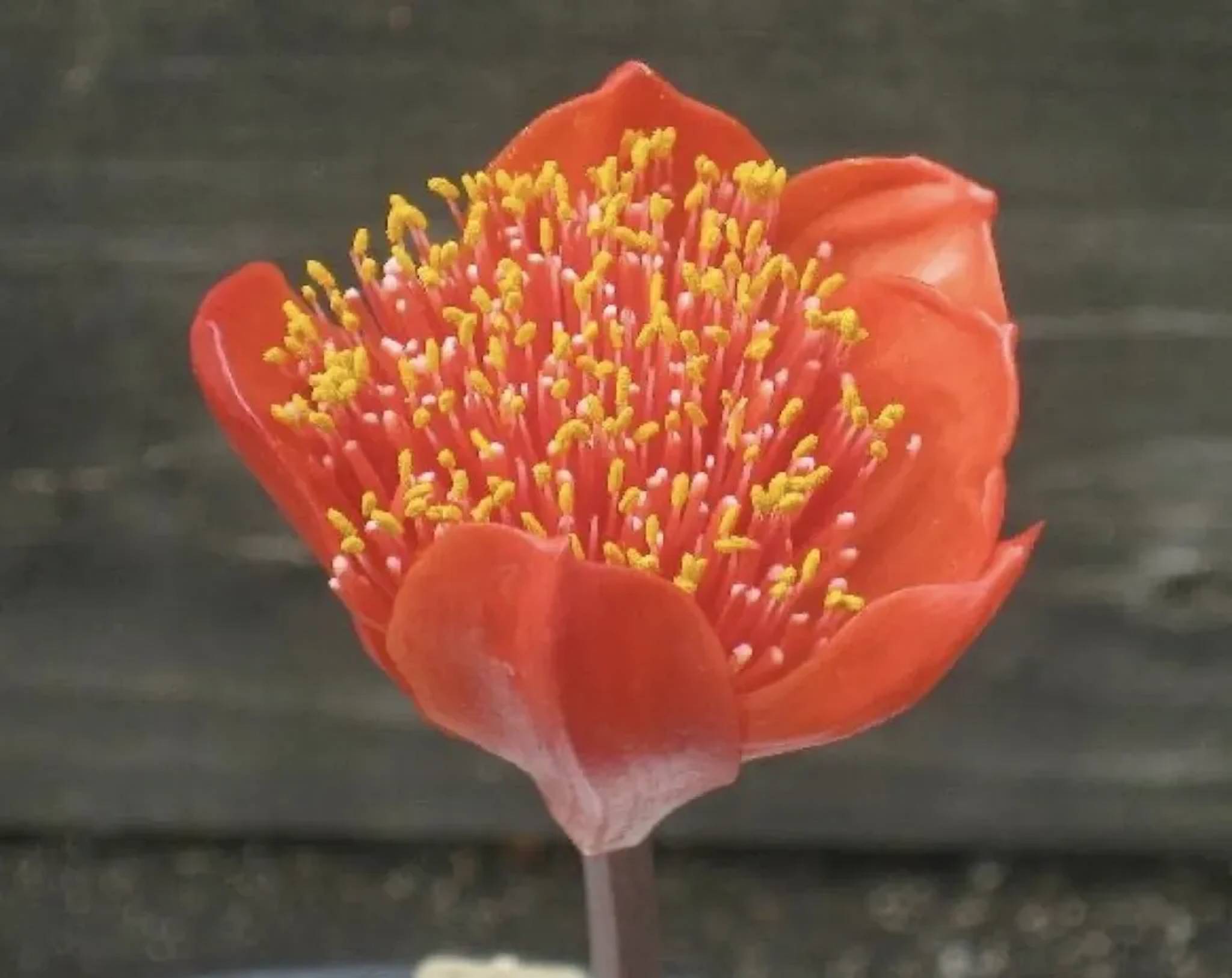 close up of reddish flower