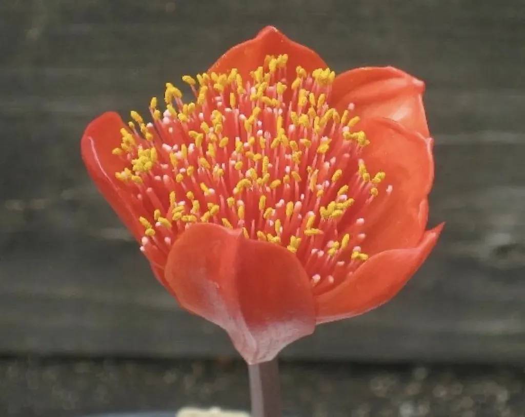 close up of reddish flower