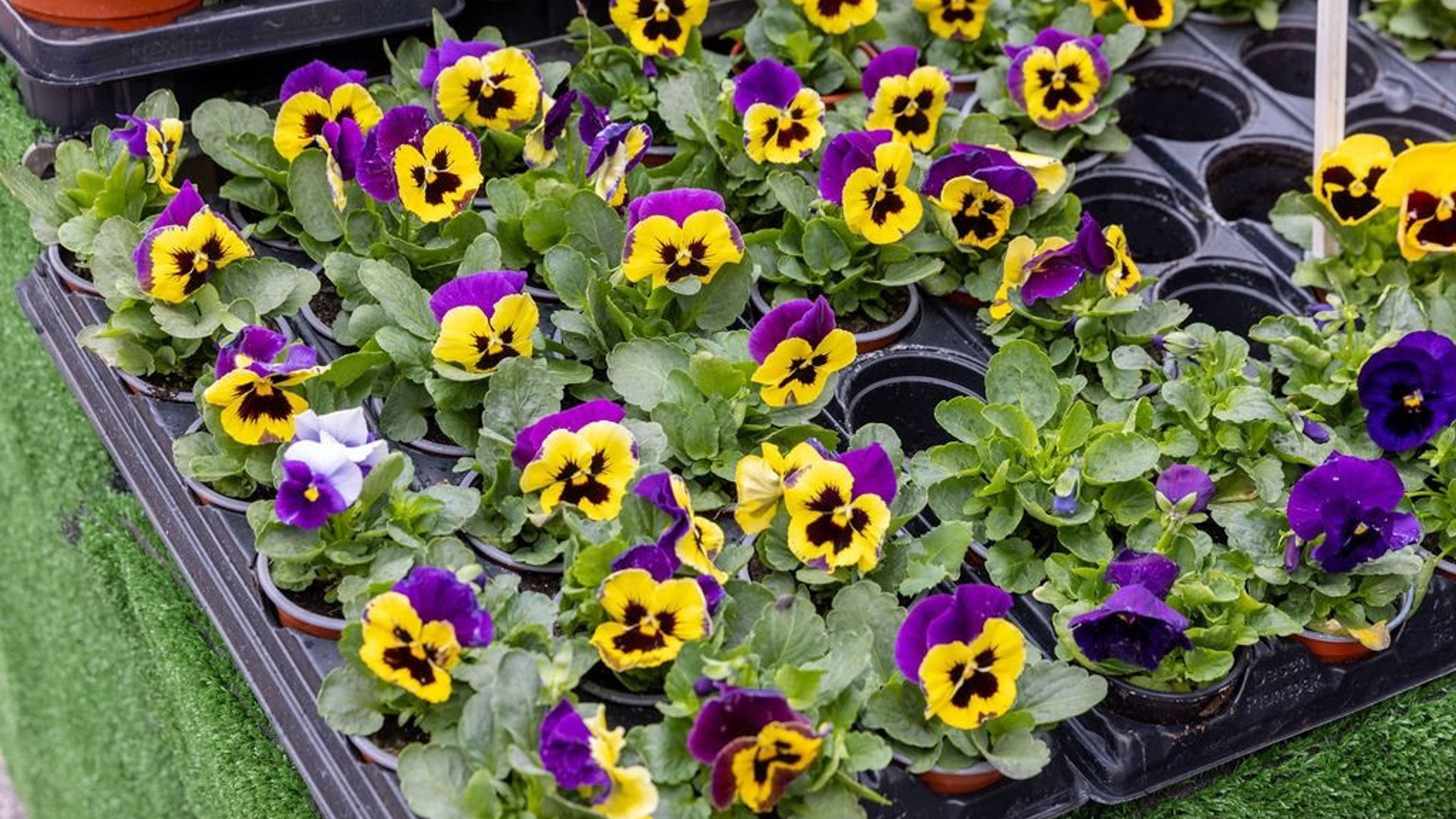 yellow and purple pansies at chiswick flower market