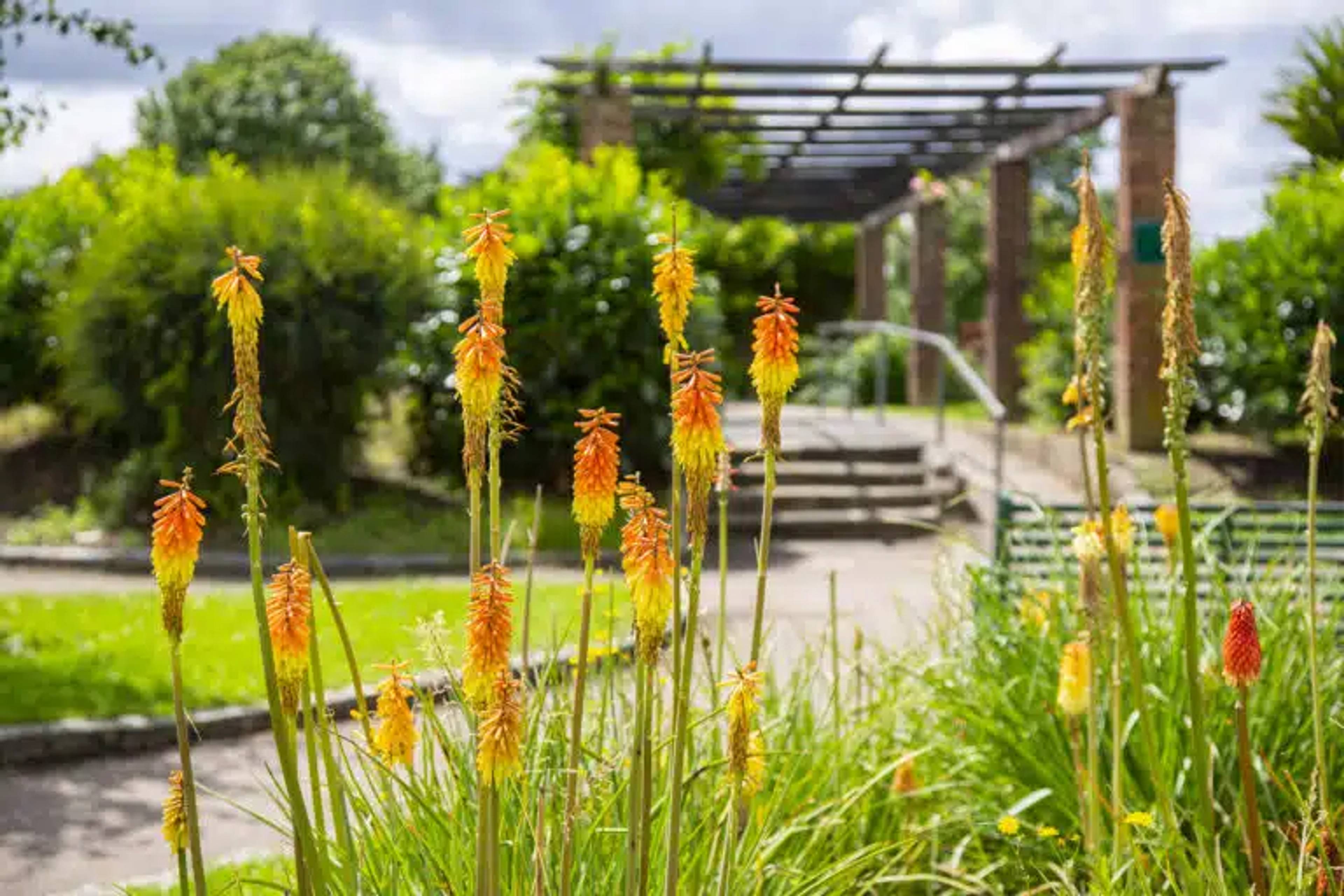 flowers at clayhall park
