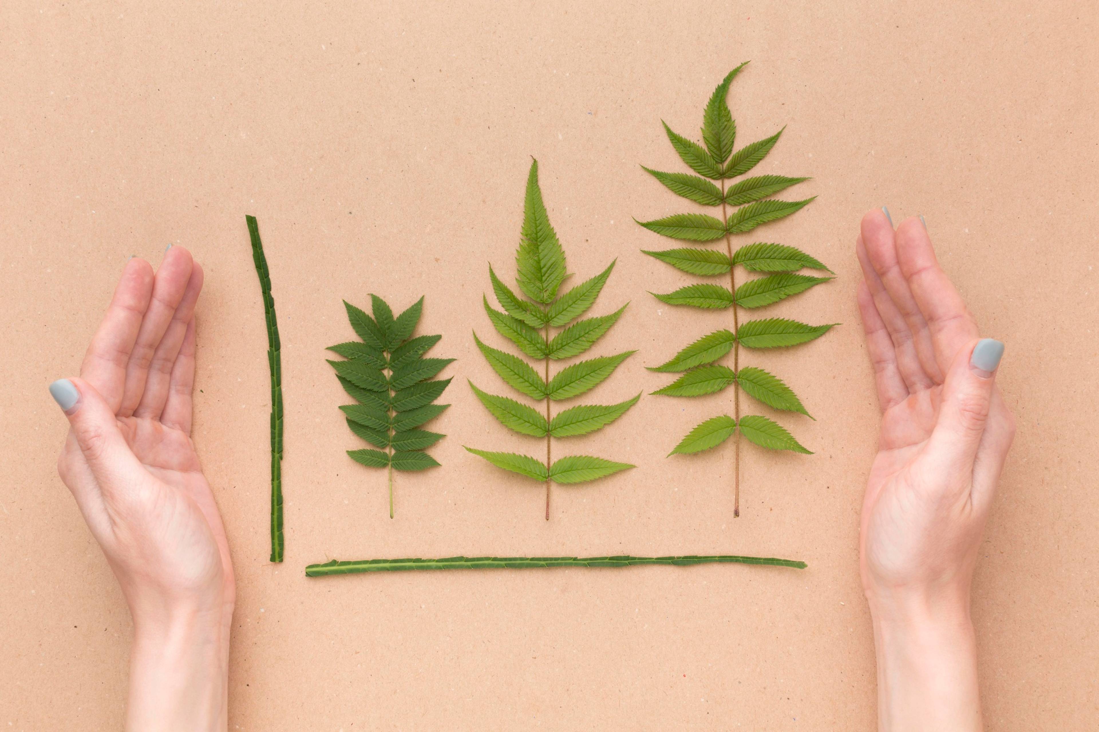 A collection of leaves