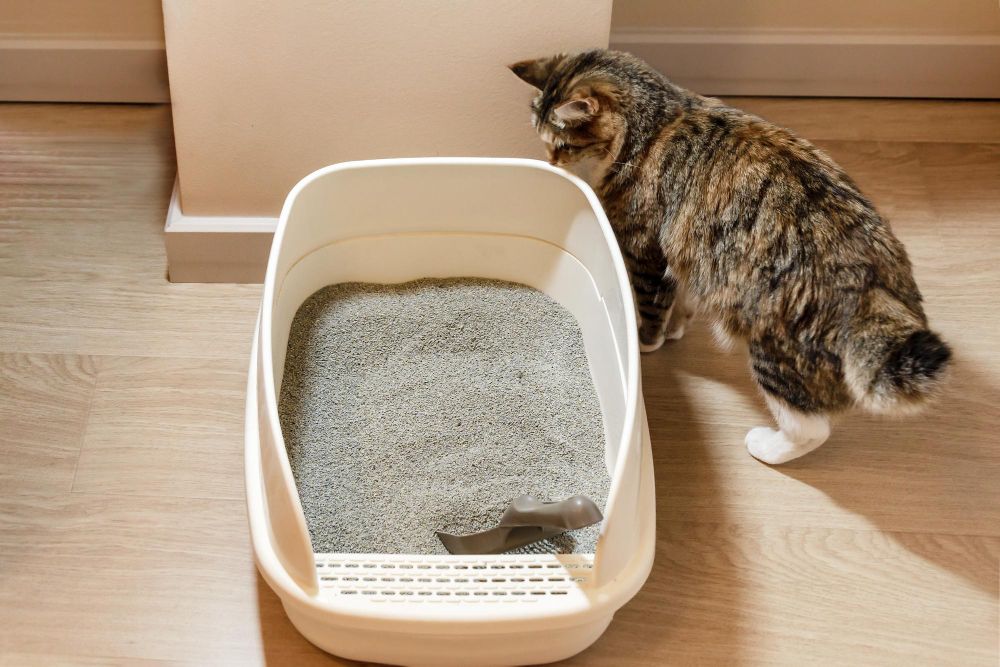 cat next to litter tray